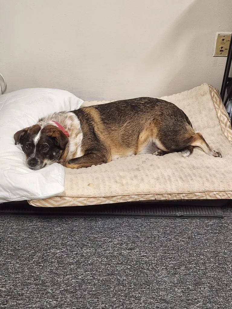 A dog asleep on a bed, the sample photograph used for this metadata example